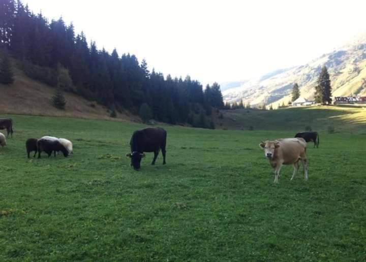 Vila Isov Ranch Plav Exteriér fotografie