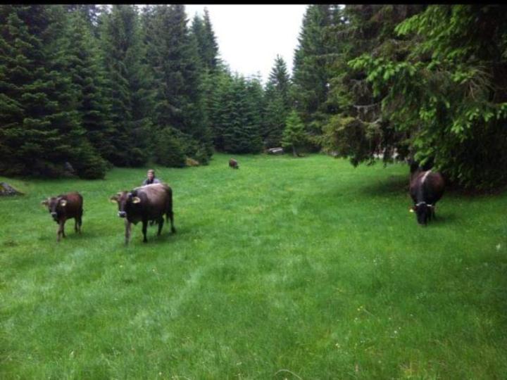 Vila Isov Ranch Plav Exteriér fotografie
